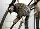 動物図鑑・クロミミマーモセットの写真 5